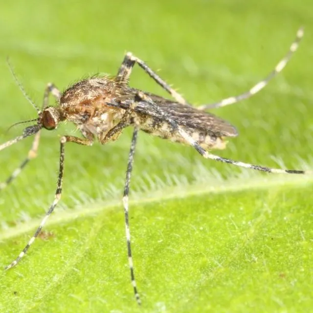 thumbnail for publication: Cattail Mosquito (suggested common name) Coquillettidia perturbans (Walker) (Insecta: Diptera: Culicidae: Culicinae: Mansoniini)